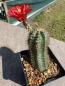 Preview: Echinocereus triglochidiatus